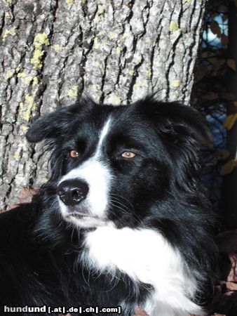 Border Collie Hunde Foto 16438 Border Collie Gina im Herbst