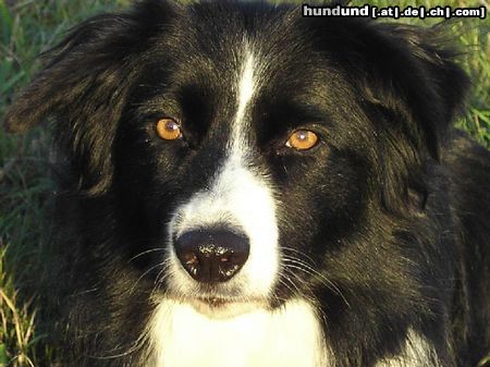 Border Collie Hunde Foto 15769 Border Collie Können diese Augen lügen??