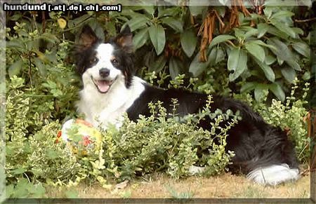Border Collie Hunde Foto 5445 Border Collie Brains 'n Beauty First Love for Jörg only - called Ginger