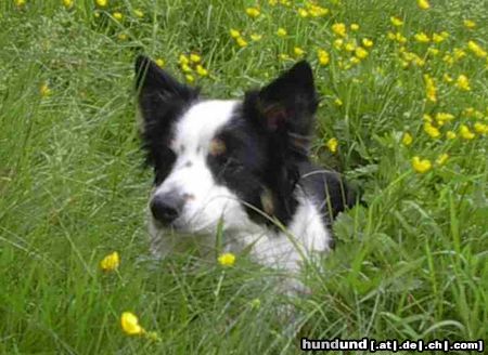 Border Collie Hunde Foto 4107 Border Collie Ich verstecke mich - Brains 'n Beauty First Love for Jörg only - unsere Ginger