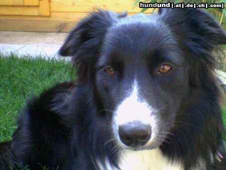 Border Collie Hunde Foto 24968 in höherer Auflösung ansehen Border Collie Das ist die 9 Monate junge Hundedame Gizmo, sie sieht zwar aus wie ein richtiger Border aber in ihr steckt noch ein Australian Shephord.