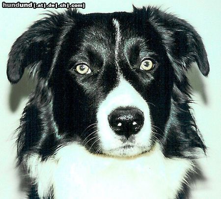 Border Collie Hunde Foto 22114 in höherer Auflösung ansehen Border Collie Gizmo, unser Border