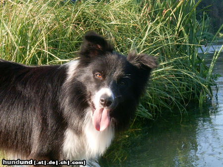 Border Collie Hunde Foto 25447 in höherer Auflösung ansehen Border Collie Paco
