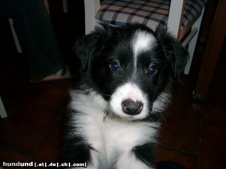 Border Collie Hunde Foto 13162 Border Collie Borderbaby Larry