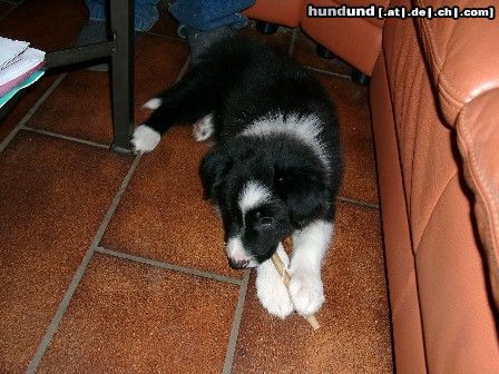 Border Collie Hunde Foto 13163 Border Collie Borderbaby Larry