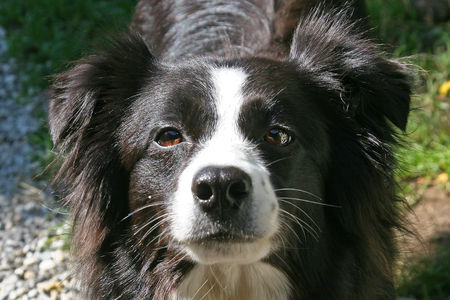Border Collie Hunde Foto 32615 Border Collie Destiny' Child of Cleverland