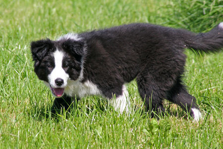 Border Collie Hunde Foto 32616 Border Collie Kingston Town of Cleverland