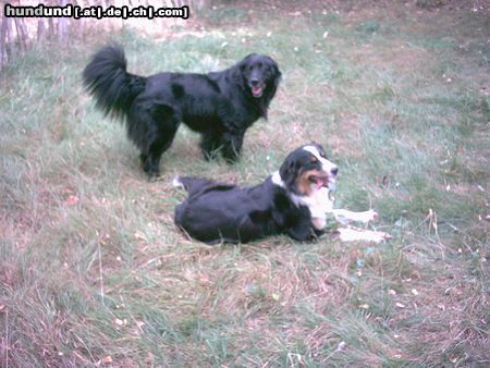 Border Collie Hunde Foto 19443 in höherer Auflösung ansehen Border Collie Ronya und Cilla