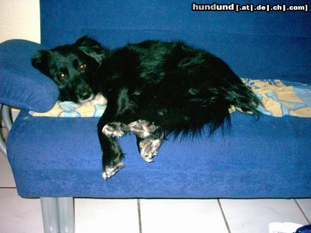 Border Collie Hunde Foto 19444 in höherer Auflösung ansehen Border Collie Buffy ist sooooo müde
