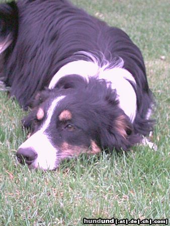 Border Collie Hunde Foto 12056 Border Collie Tess
