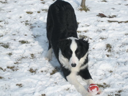 Border Collie Hunde Foto 30060 in höherer Auflösung ansehen Border Collie Muffin