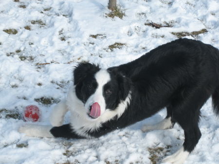 Border Collie Hunde Foto 30059 in höherer Auflösung ansehen Border Collie Muffin, 5 Monate