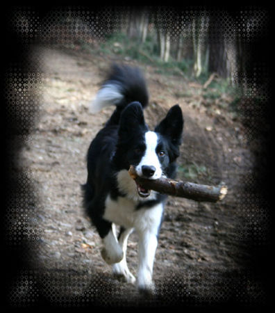 Border Collie Hunde Foto 38339 in höherer Auflösung ansehen Border Collie Laika...13 Mon. alt