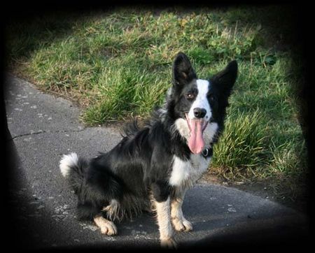 Border Collie Hunde Foto 38340 in höherer Auflösung ansehen Border Collie Laika...13 Mon. alt