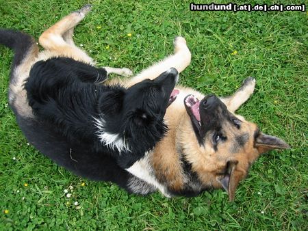 Border Collie Hunde Foto 14695 Border Collie Panda und Zakk