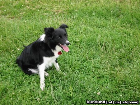 Border Collie Hunde Foto 14696 Border Collie Panda