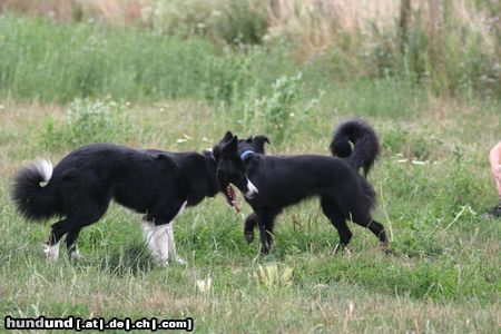 Border Collie Hunde Foto 23711 in höherer Auflösung ansehen Border Collie 2 Border Collies