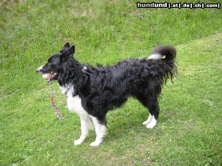 Border Collie Hunde Foto 3620 Border Collie Mein Border Collie Nico