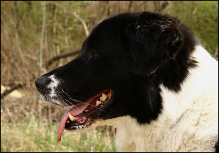 Border Collie Hunde Foto 30974 in höherer Auflösung ansehen Border Collie Akira - 15.April 06