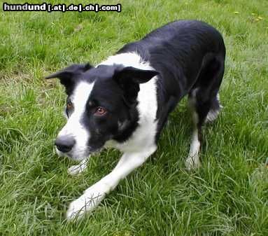 Border Collie Hunde Foto 13089 Border Collie Ilan, Kurzhaarbordercollie