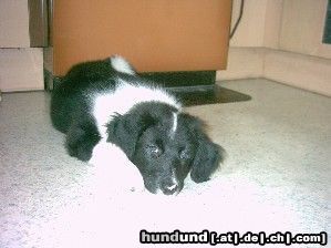 Border Collie Hunde Foto 17971 in höherer Auflösung ansehen Border Collie Süsser Welpe Jimmy