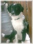 Border Collie Hunde Foto 17972 in höherer Auflösung ansehen Border Collie Jimmy 3 Monate