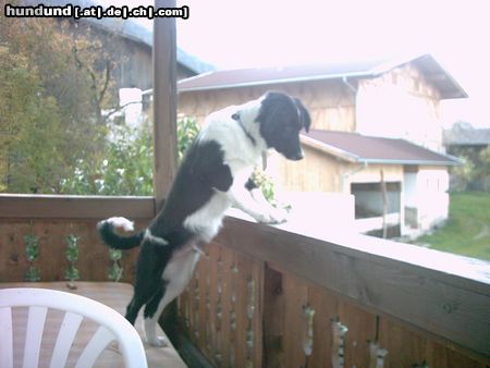 Border Collie Hunde Foto 17973 in höherer Auflösung ansehen Border Collie Jimmy entgeht nichts