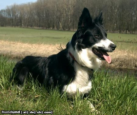 Border Collie Hunde Foto 10525 Border Collie Jackie Chan genießt die ersten schönen Frühlingstage