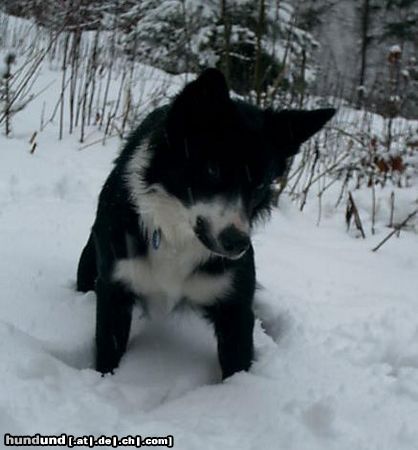 Border Collie Hunde Foto 8081 Border Collie Jackie liebt Schnee, es ist lustig darin herum zu hoppeln und damit zu graben.