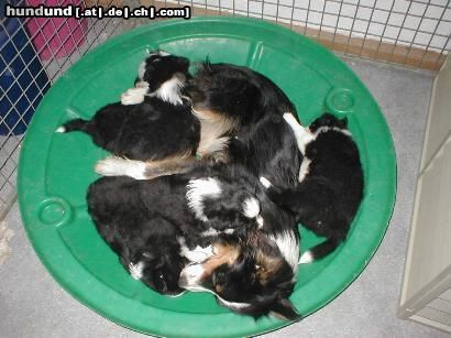 Border Collie Hunde Foto 3502 Border Collie