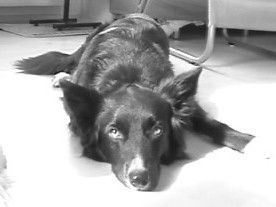 Border Collie Hunde Foto 27495 Border Collie ausruhen