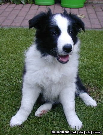 Border Collie Hunde Foto 9869 Border Collie Joy als Baby