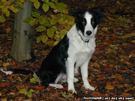 Border Collie Hunde Foto 7318 Border Collie Angel of Joy the dog by my side mit 5,5 Monaten