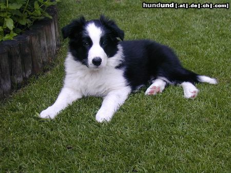 Border Collie Hunde Foto 5932 Border Collie Angel of Joy the dog by my side
