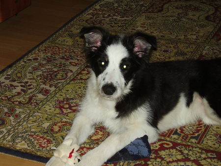 Border Collie Hunde Foto 31308 Border Collie Kessy mit 4 Monaten