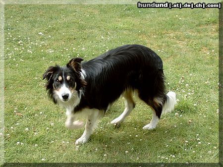 Border Collie Hunde Foto 5446 Border Collie Brains 'n Beauty Jean D' Arc - called Kyla