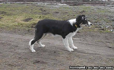 Border Collie Hunde Foto 2835 Border Collie Brains 'n Beauty Jean D'Arc