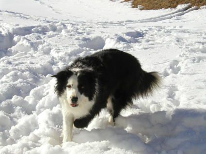 Border Collie Hunde Foto 2425 Border Collie Lady