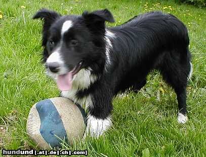 Border Collie Hunde Foto 13069 Border Collie Wer spielt mit mir?