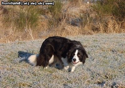 Border Collie Hunde Foto 18515 in höherer Auflösung ansehen Border Collie Lucie 3 Jahre beim fixieren (eye)