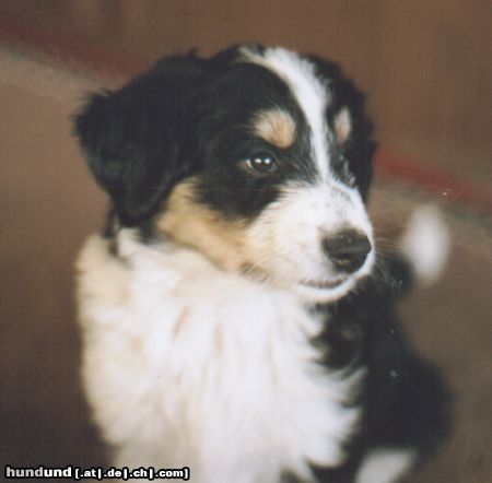 Border Collie Hunde Foto 23074 Border Collie Lucky mit 12 Wochen (Mutter:russ.Hirtenhund;Vater:Border-Collie