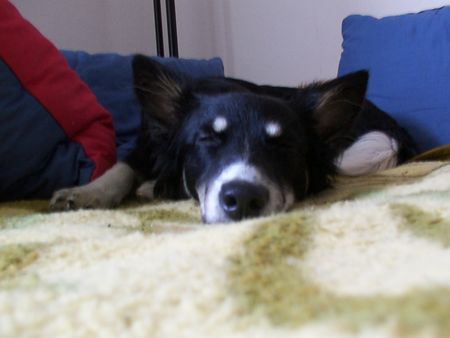 Border Collie Hunde Foto 2494 Border Collie Müde Hündin