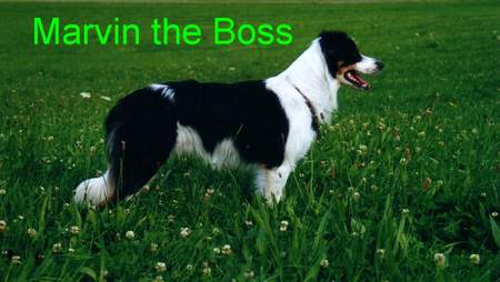 Border Collie Hunde Foto 934 Border Collie Marvin the Boss