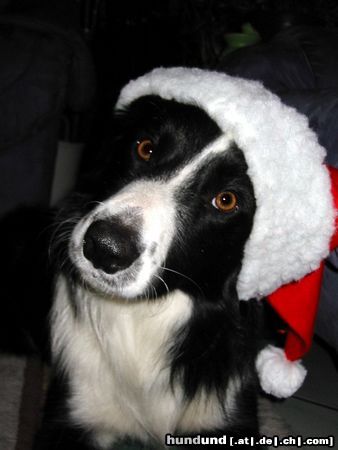 Border Collie Hunde Foto 21254 Border Collie Karneval macht ja sooo viel Spaß