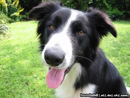 Border Collie Hunde Foto 21253 Border Collie das ist unser Schönster