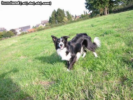 Border Collie Hunde Foto 21255 Border Collie wann kommt der Ball endlich?