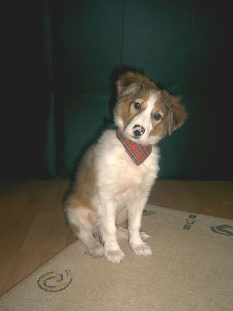Border Collie Hunde Foto 34992 Border Collie Akimo als babybubs :-)