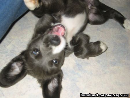 Border Collie Hunde Foto 14184 Border Collie .....unser Merlin......