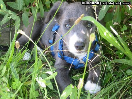 Border Collie Hunde Foto 14185 Border Collie .....unser Merlin......nochmal