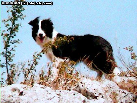 Border Collie Hunde Foto 7059 Border Collie Merlin (First Time Hero vom Birkenhof) ca. 1Jahr alt